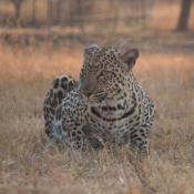 01kruger_np010