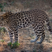 01kruger_np012