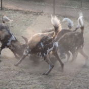 01kruger_np013