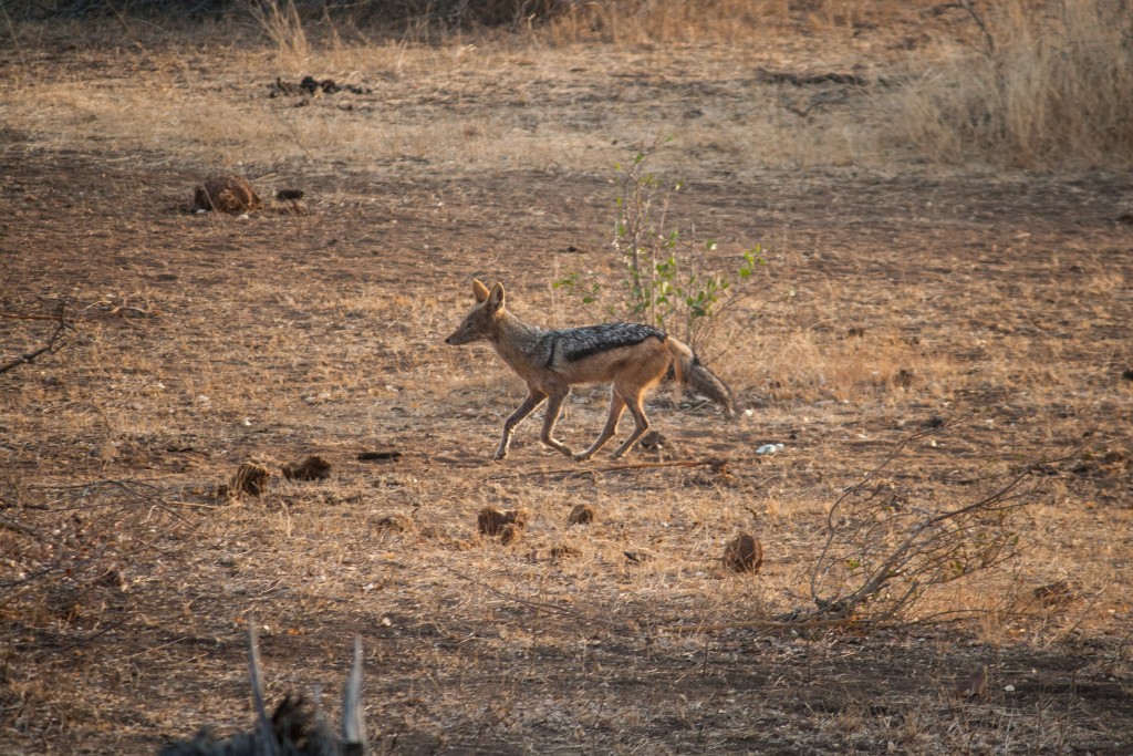 01kruger_np018