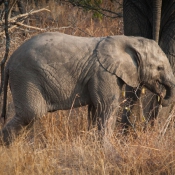 01kruger_np019