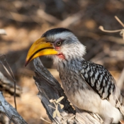 01kruger_np020