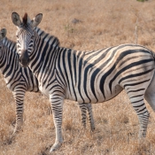 01kruger_np022