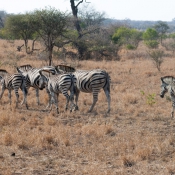 01kruger_np023
