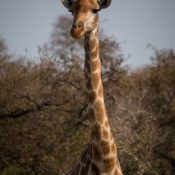 01kruger_np024