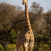 01kruger_np025