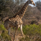 01kruger_np026