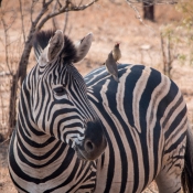 01kruger_np029