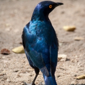 01kruger_np032