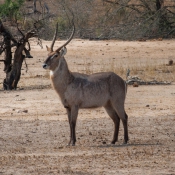 01kruger_np037