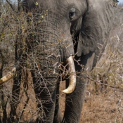01kruger_np040