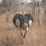 01kruger_np041