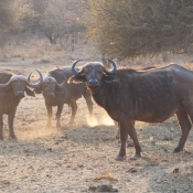 01kruger_np043