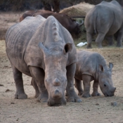 01kruger_np046