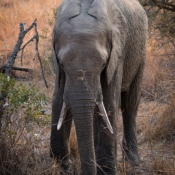 01kruger_np049