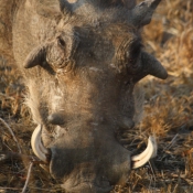 01kruger_np050