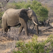 01kruger_np051
