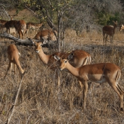01kruger_np052
