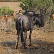 01kruger_np054