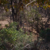 01kruger_np056