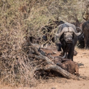 01kruger_np061