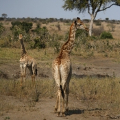 01kruger_np062