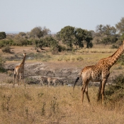 01kruger_np063