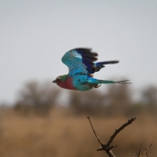 01kruger_np065