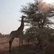 01kruger_np066