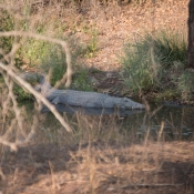 01kruger_np067