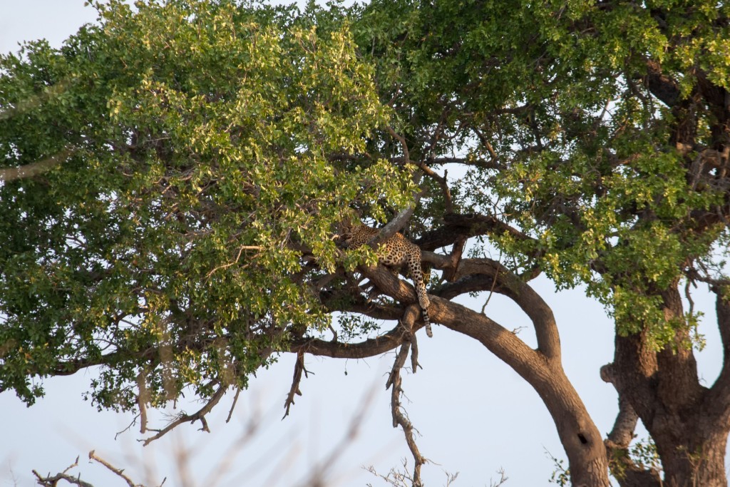 01kruger_np069