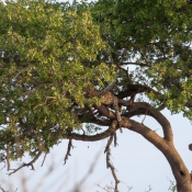 01kruger_np069