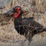 01kruger_np070