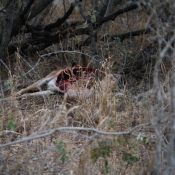 01kruger_np071
