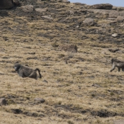 02northern_drakensberg024
