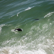 05plett006