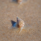 05plett015