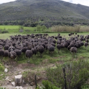 07oudtshoorn014