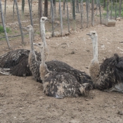 07oudtshoorn017