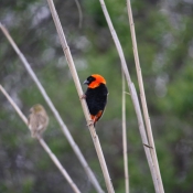 07oudtshoorn025