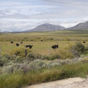 07oudtshoorn027