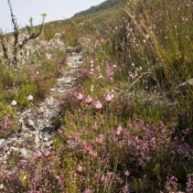 08swellendam012