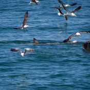 10hermanus005