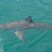 10hermanus008