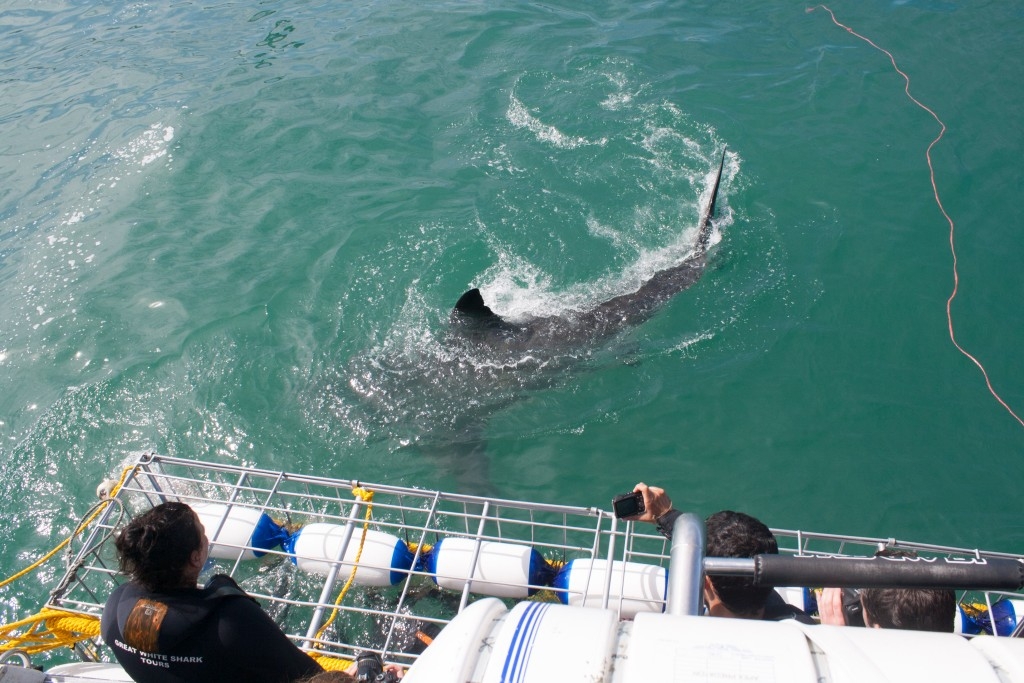 10hermanus011