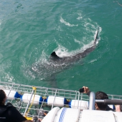 10hermanus011