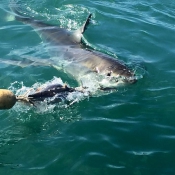 10hermanus015