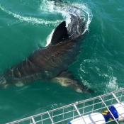 10hermanus017