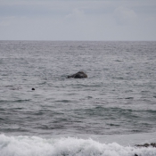 10hermanus020