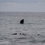 10hermanus021